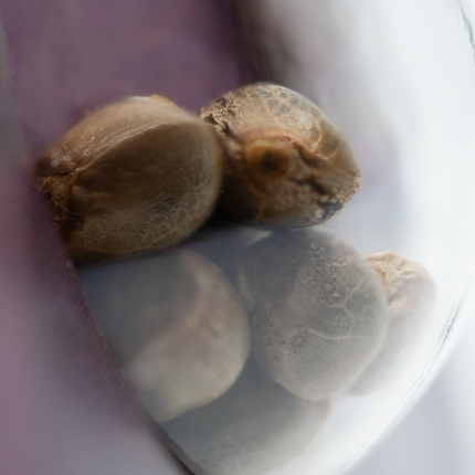 Black Domina feminisiert von Sensi Seeds – Pflanze