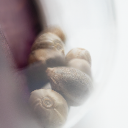 Jack Flash #5 feminisiert von Sensi Seeds – Pflanze