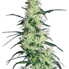 Purple Haze feminisierte Hanfsamen von White Label Seeds – 3 und 5 Samen