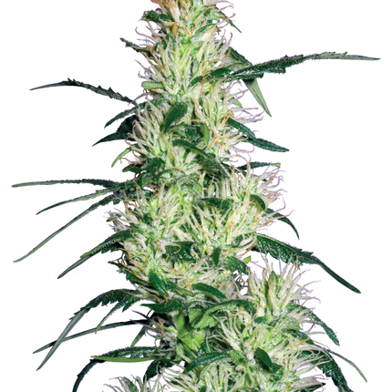 Purple Haze feminisierte Hanfsamen von White Label Seeds – 3 und 5 Samen