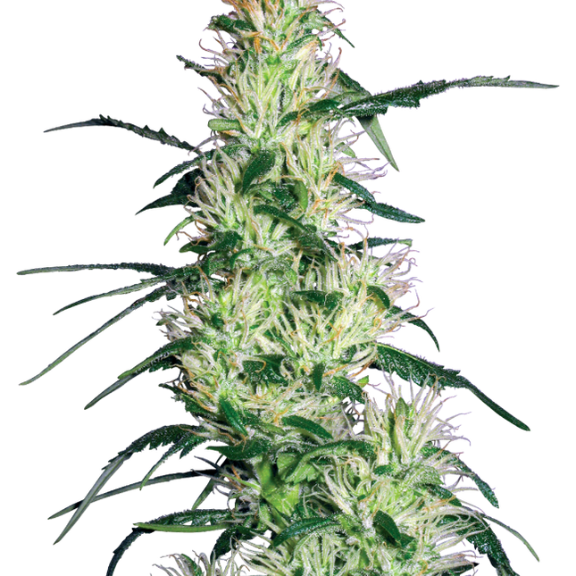 Purple Haze feminisierte Hanfsamen von White Label Seeds – 3 und 5 Samen