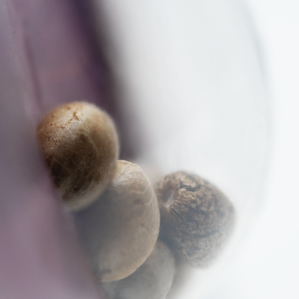 Northern Lights feminisiert von Sensi Seeds – Pflanze