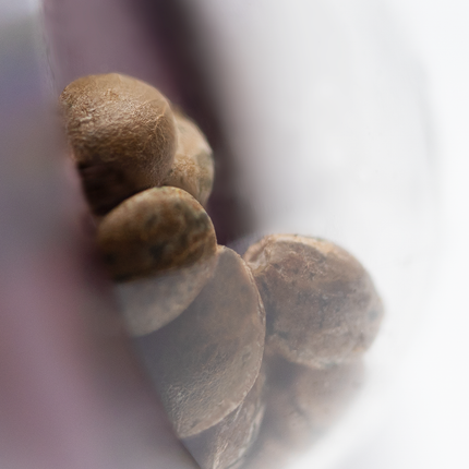 Jack Herer feminisiert von Sensi Seeds – Pflanze