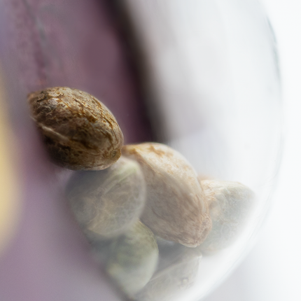 Northern Lights #5 x Haze feminisiert von Sensi Seeds – Pflanze