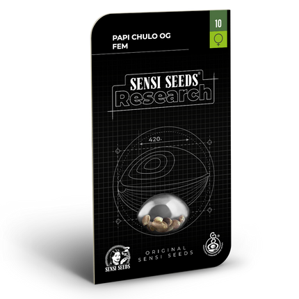 Papi Chulo OG feminisiert von Sensi Seeds – Blüte