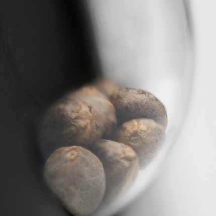 Papi Chulo OG feminisiert von Sensi Seeds – Pflanze