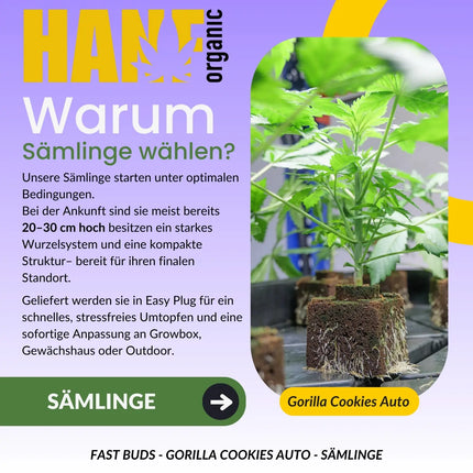 Gorilla Cookies Auto - Sämlinge