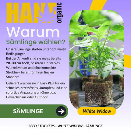 White Widow – Sämlinge von Hanf Organic
