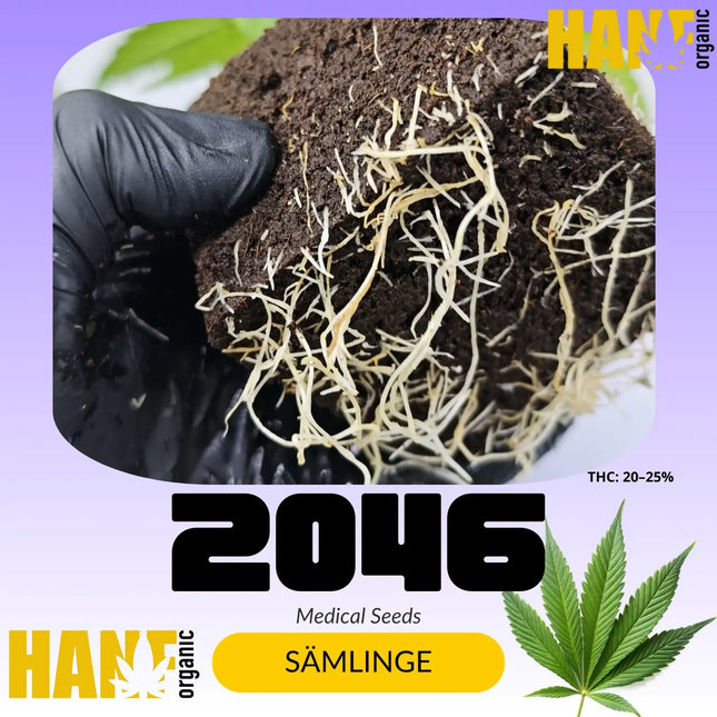 Medical Seeds 2046 – Sämlinge von Hanf Organic