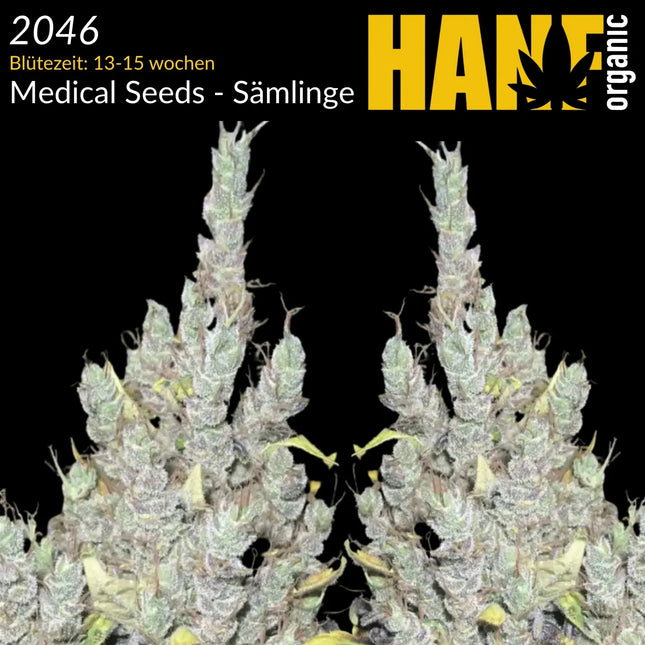 Medical Seeds 2046 – Sämlinge von Hanf Organic