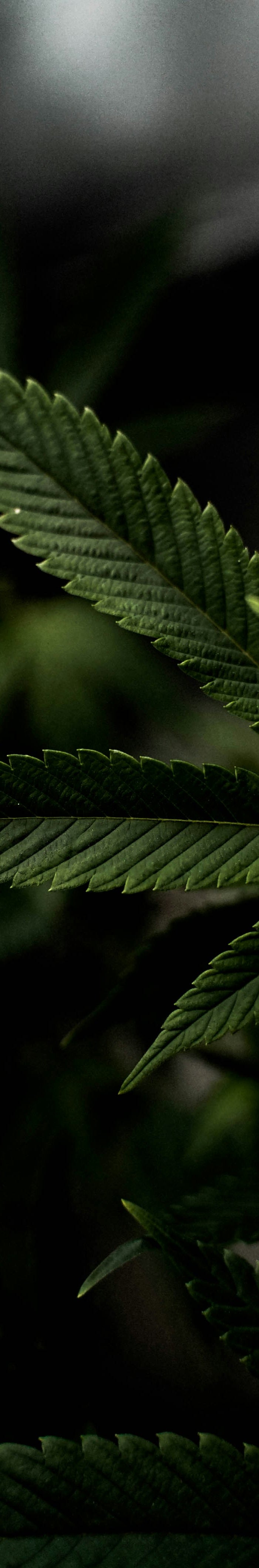 <h1>Wie können wir dir heute helfen?</h1>