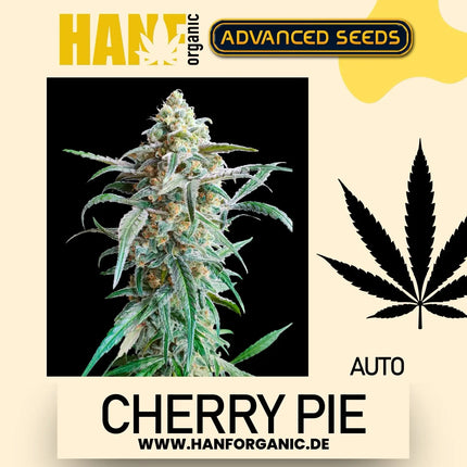 Advanced Seeds - Cherry Pie Auto