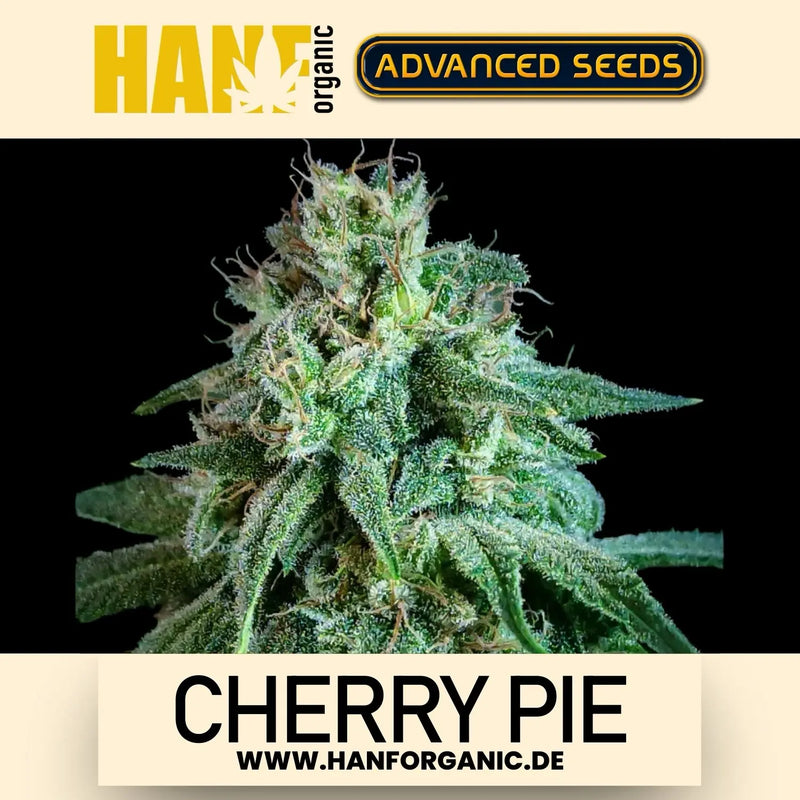 Advanced Seeds - Cherry Pie Fem