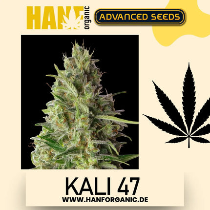 Advanced Seeds - Kali 47 Fem.