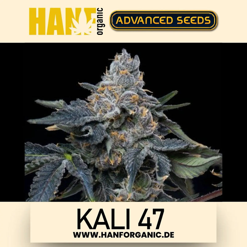 Advanced Seeds - Kali 47 Fem.
