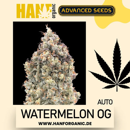Advanced Seeds - Watermelon OG Auto