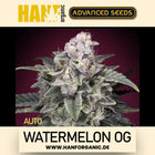 Advanced Seeds - Watermelon OG Auto