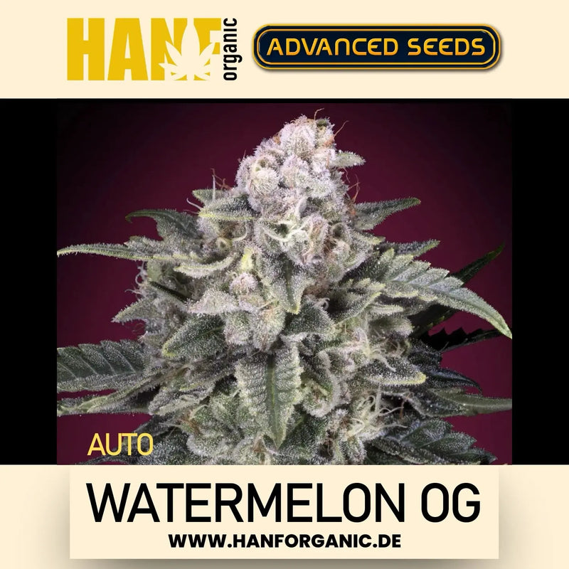 Advanced Seeds - Watermelon OG Auto