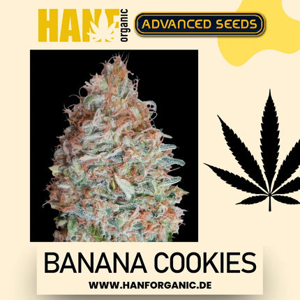 Advanced Seeds – Banana Cookies (Feminisiert)