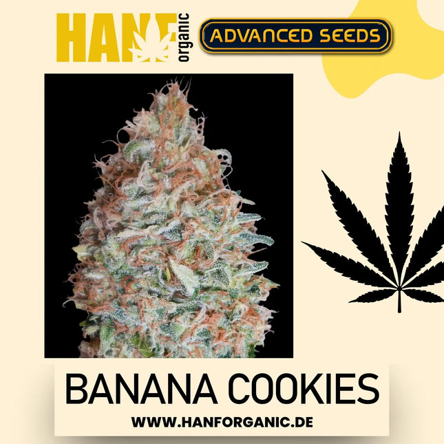 Advanced Seeds – Banana Cookies (Feminisiert)