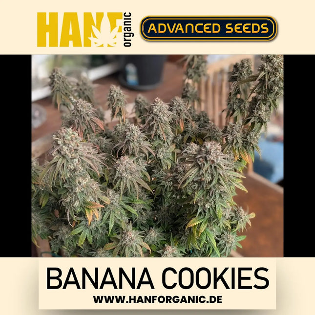 Advanced Seeds – Banana Cookies (Feminisiert)