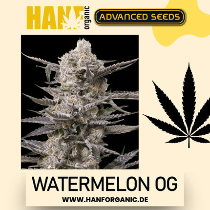 Advanced Seeds - Watermelon OG Fem