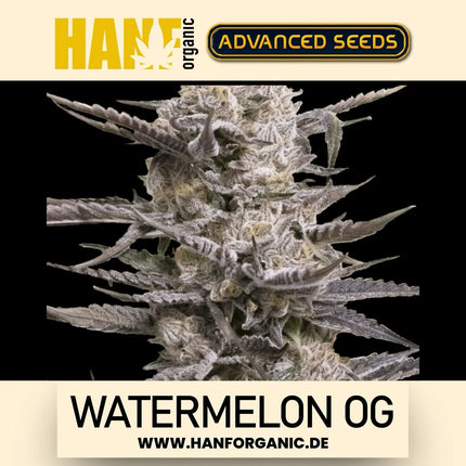Advanced Seeds - Watermelon OG Fem