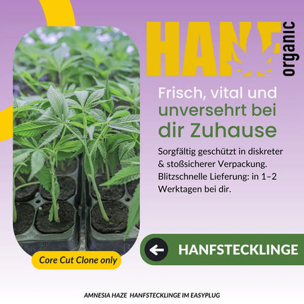 Amnesia Core Cut Hanfstecklinge
