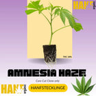 Amnesia Core Cut Hanfstecklinge