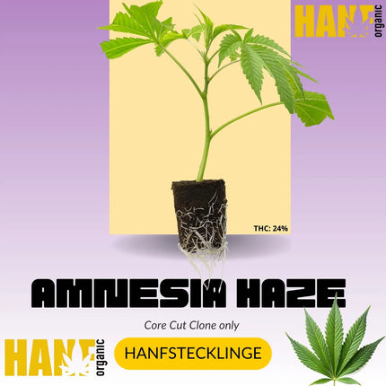 Amnesia Core Cut Hanfstecklinge