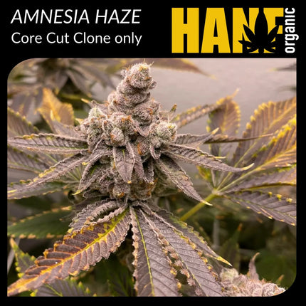 Amnesia Core Cut Hanfstecklinge