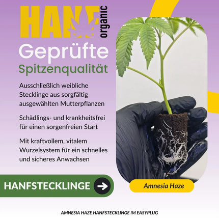 Amnesia Core Cut Hanfstecklinge