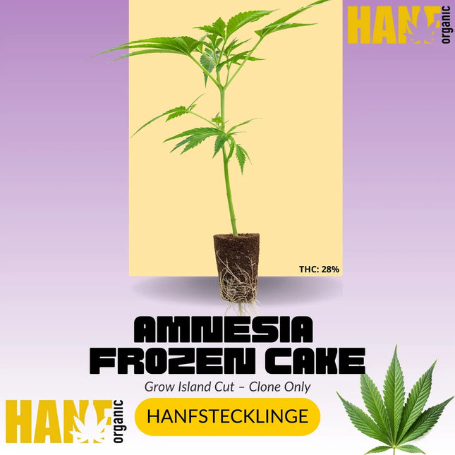 Amnesia Frozen Cake – Exklusiver Hanf Organic Klon