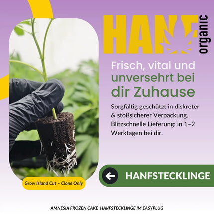 Amnesia Frozen Cake – Exklusiver Hanf Organic Klon