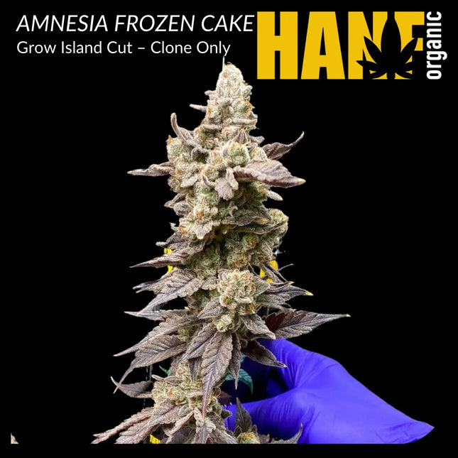 Amnesia Frozen Cake – Exklusiver Hanf Organic Klon