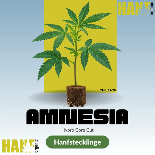 Amnesia Core Cut Hanfstecklinge im Steinwollwürfel kaufen | Hanf Organic