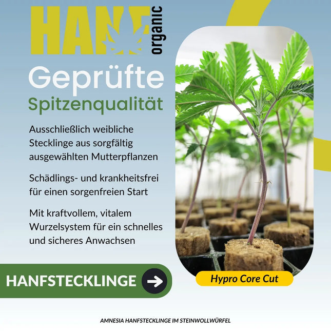 Amnesia Core Cut Hanfstecklinge im Steinwollwürfel kaufen | Hanf Organic