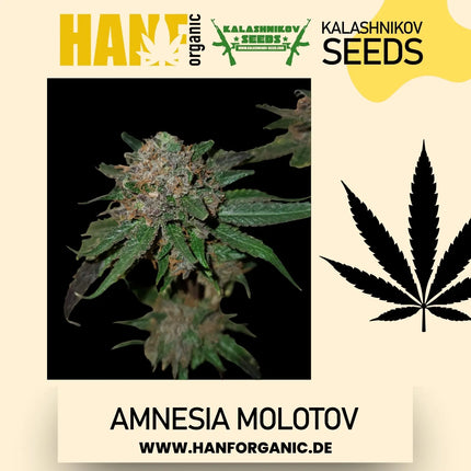 Amnesia Molotov - Kalashnikov Seeds Fem