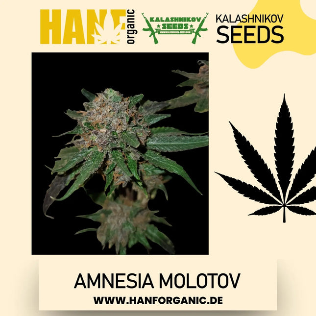 Amnesia Molotov - Kalashnikov Seeds Fem