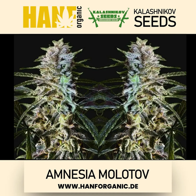 Amnesia Molotov - Kalashnikov Seeds Fem