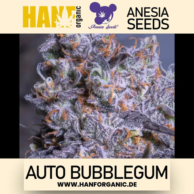 Anesia Seeds - Bubblegum (Auto)