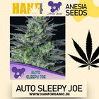 Anesia Seeds – Sleepy Joe Auto