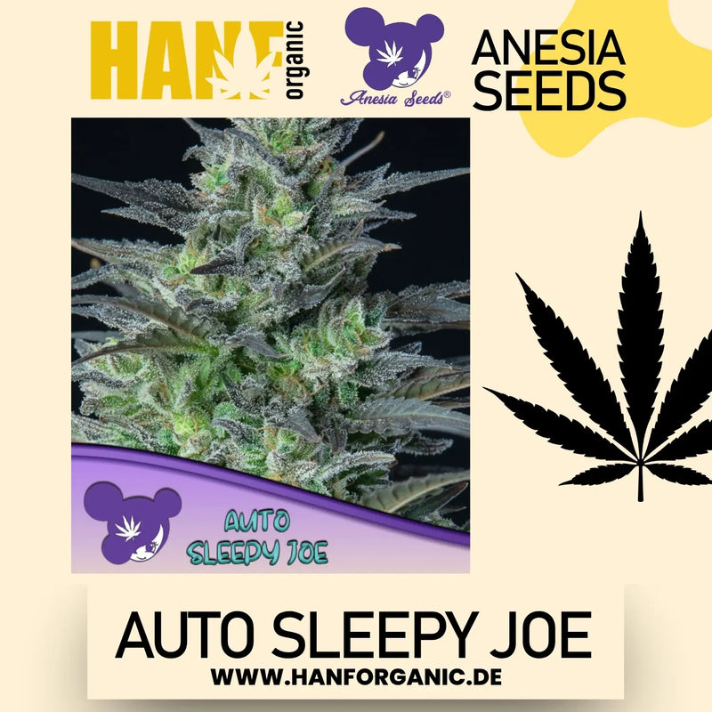 Anesia Seeds – Sleepy Joe Auto