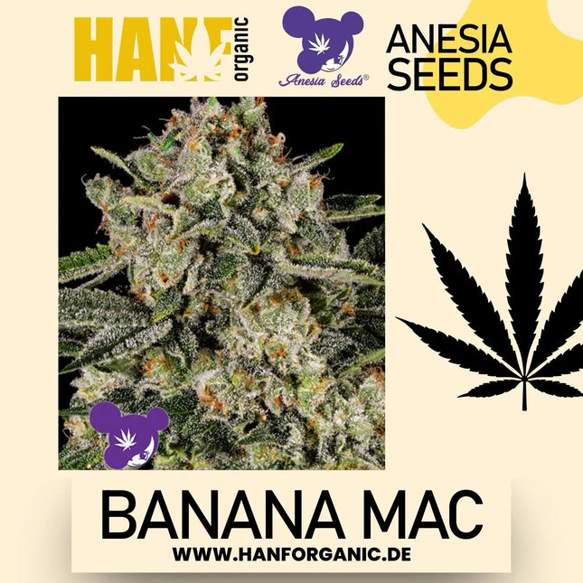 Anesia Seeds - Banana Mac Fem