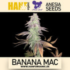 Anesia Seeds - Banana Mac Fem