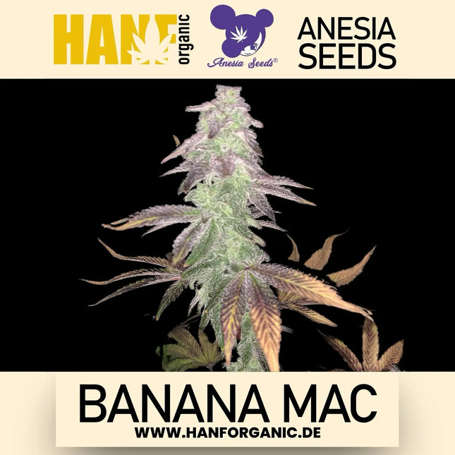 Anesia Seeds - Banana Mac Fem