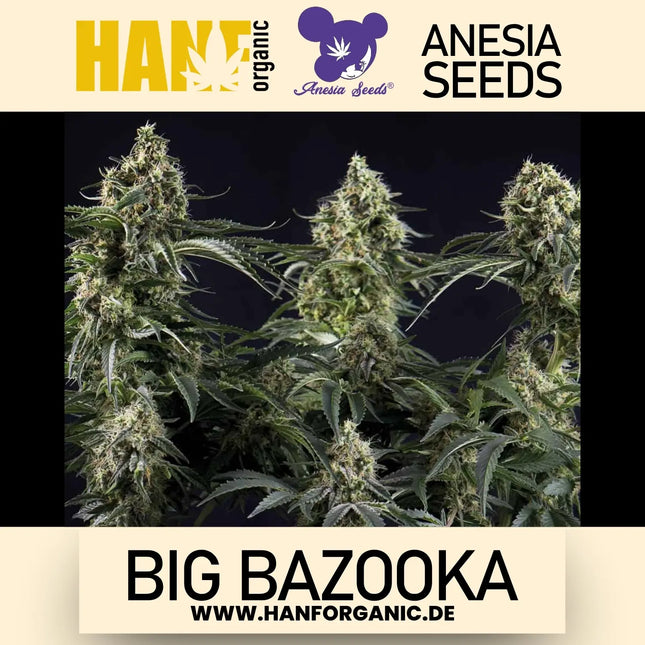 Anesia Seeds – Big Bazooka (Feminisiert)