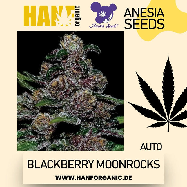 Anesia Seeds - Blackberry Moonrocks Auto