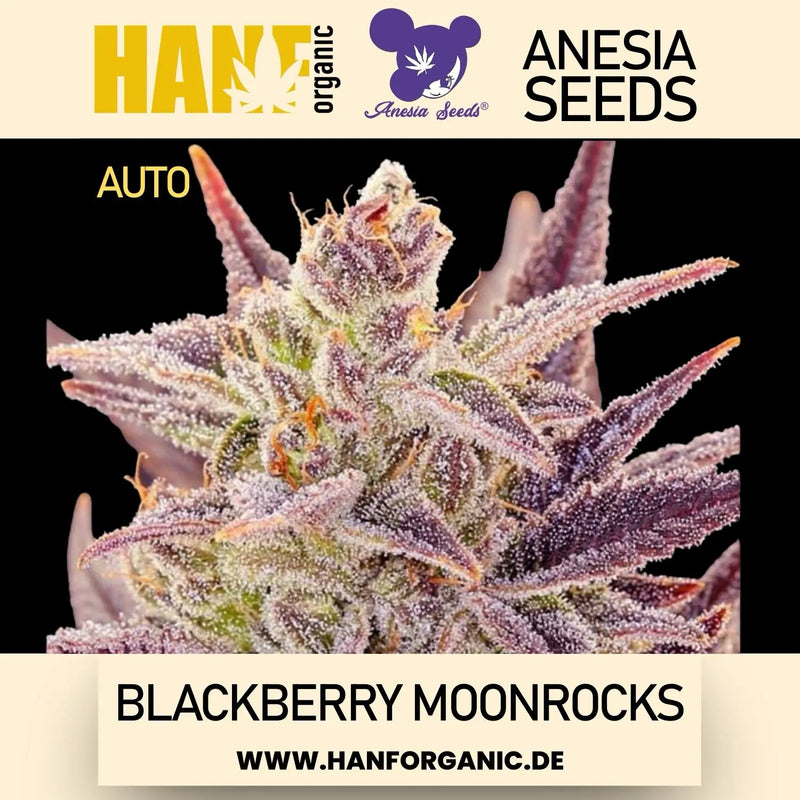 Anesia Seeds - Blackberry Moonrocks Auto