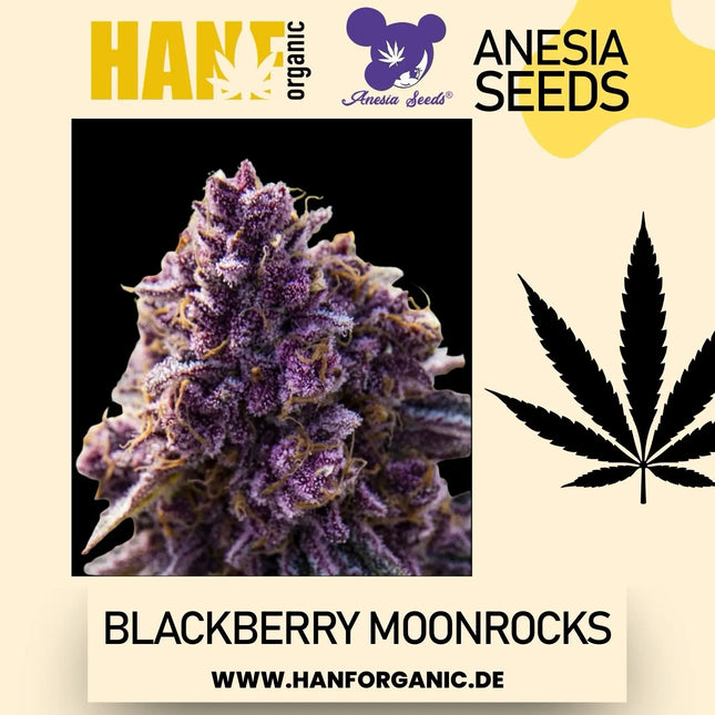 Anesia Seeds - Blackberry Moonrocks Fem